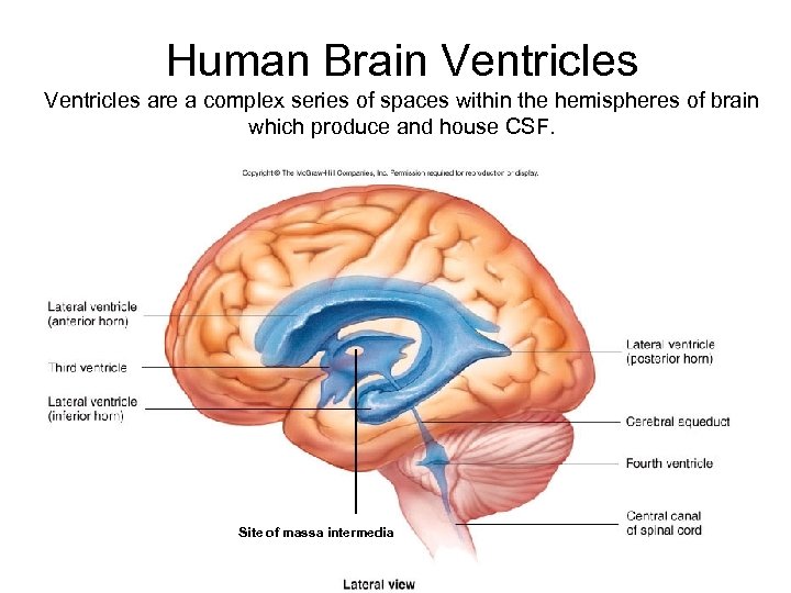 Human Brain Ventricles are a complex series of spaces within the hemispheres of brain