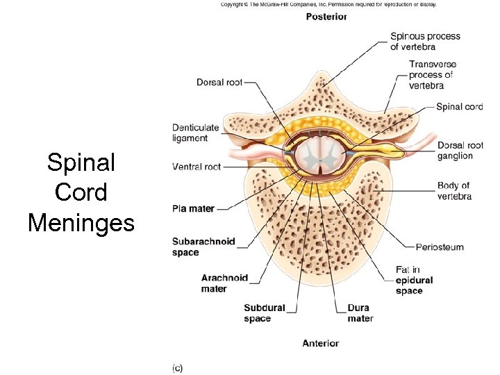 Spinal Cord Meninges 