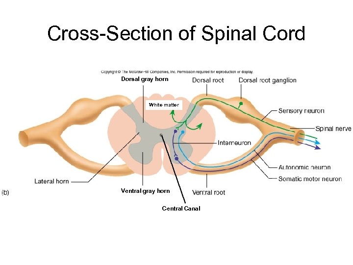 Cross-Section of Spinal Cord Dorsal gray horn White matter Ventral gray horn Central Canal