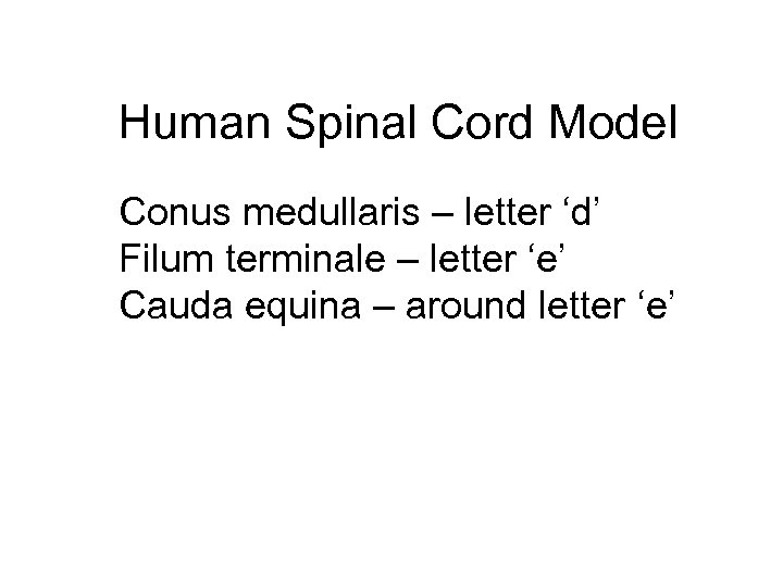 Human Spinal Cord Model Conus medullaris – letter ‘d’ Filum terminale – letter ‘e’