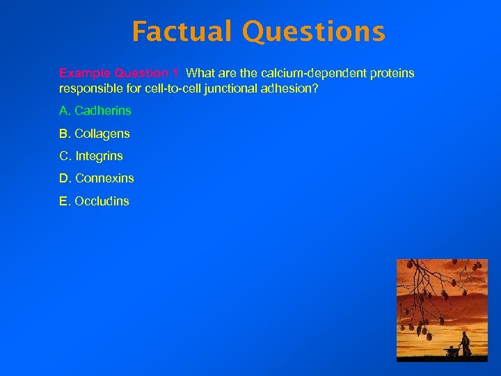 Factual Questions Example Question 1 What are the calcium-dependent proteins responsible for cell-to-cell junctional