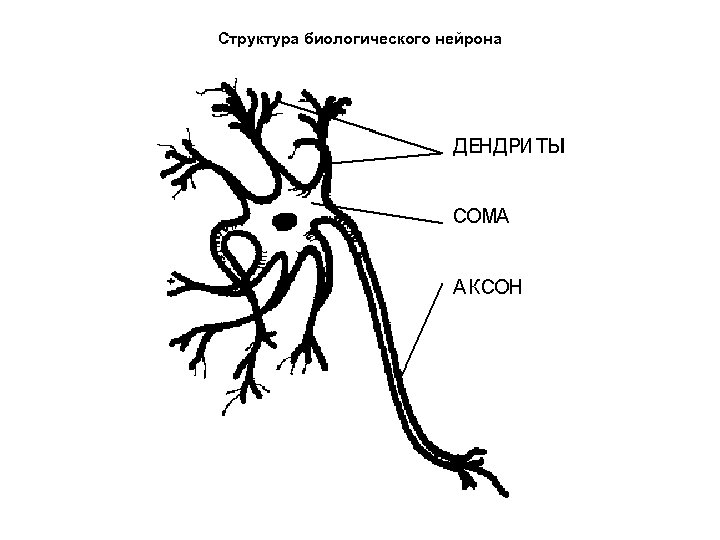 Структура биологического нейрона 