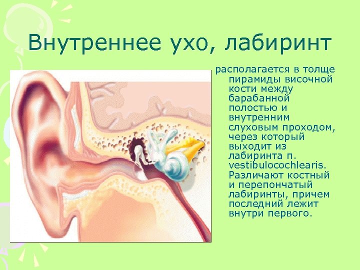 Внутреннее ухо расположено в височной кости. Внутреннее ухо расположение. Внутреннее ухо в толще кости. Внутреннее ухо расположено в полости
