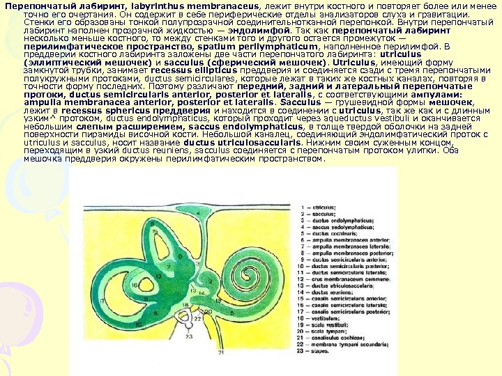 Перепончатый лабиринт, labyrinthus membranaceus, лежит внутри костного и повторяет более или менее точно его