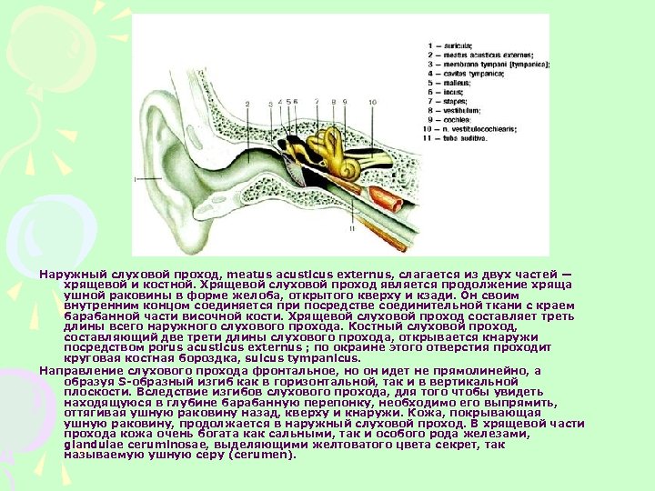 Наружный слуховой проход, meatus асusticus externus, слагается из двух частей — хрящевой и костной.