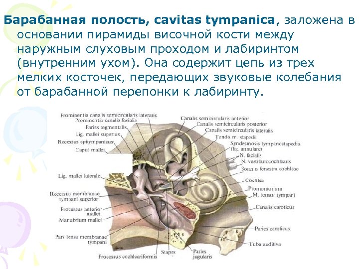 Барабанная полость, cavitas tympanica, заложена в основании пирамиды височной кости между наружным слуховым проходом