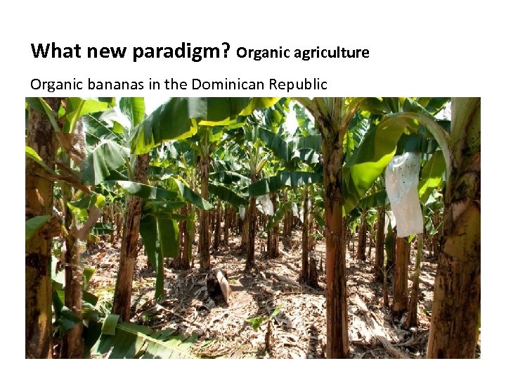 What new paradigm? Organic agriculture Organic bananas in the Dominican Republic Organic Conventional In
