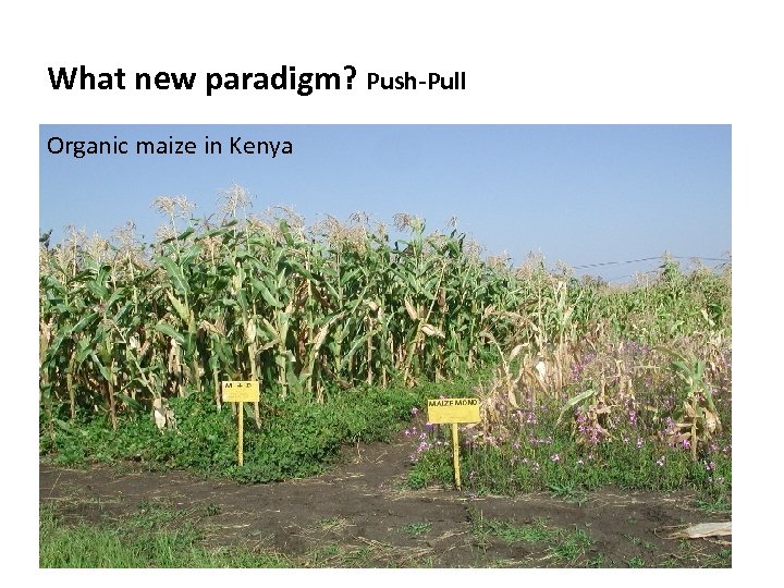What new paradigm? Push-Pull Organic maize in Kenya 