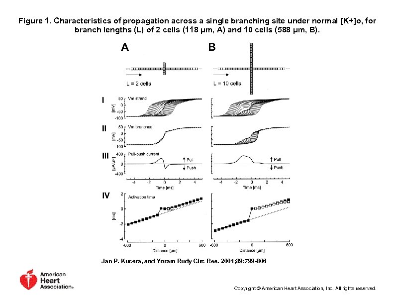 Figure 1. Characteristics of propagation across a single branching site under normal [K+]o, for