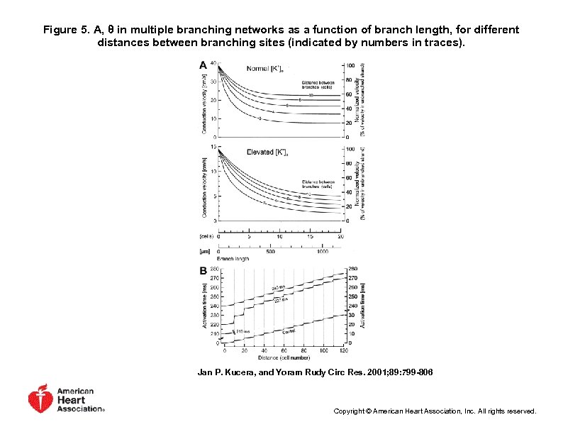 Figure 5. A, θ in multiple branching networks as a function of branch length,