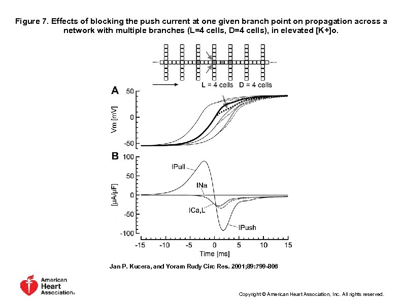Figure 7. Effects of blocking the push current at one given branch point on