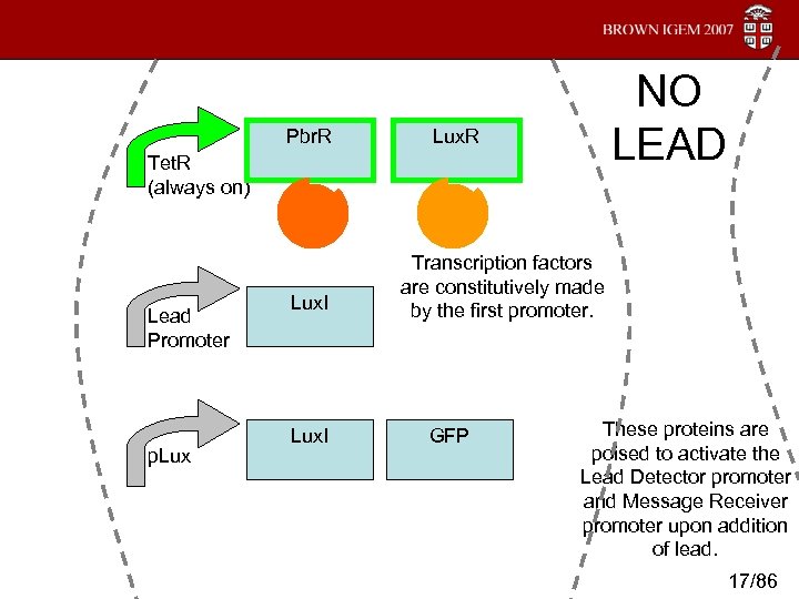 Pbr. R NO LEAD Lux. R Tet. R (always on) Lead Promoter p. Lux.