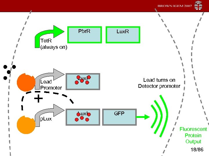 Pbr. R Lux. R Tet. R (always on) Lead Promoter Lux. I Lead turns