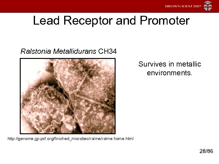 Lead Receptor and Promoter Ralstonia Metallidurans CH 34 Survives in metallic environments. http: //genome.