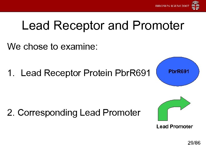 Lead Receptor and Promoter We chose to examine: 1. Lead Receptor Protein Pbr. R