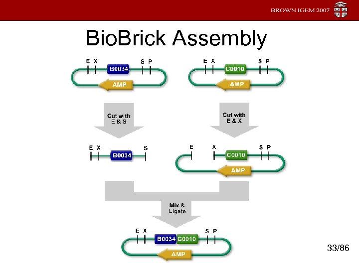Bio. Brick Assembly 33/86 