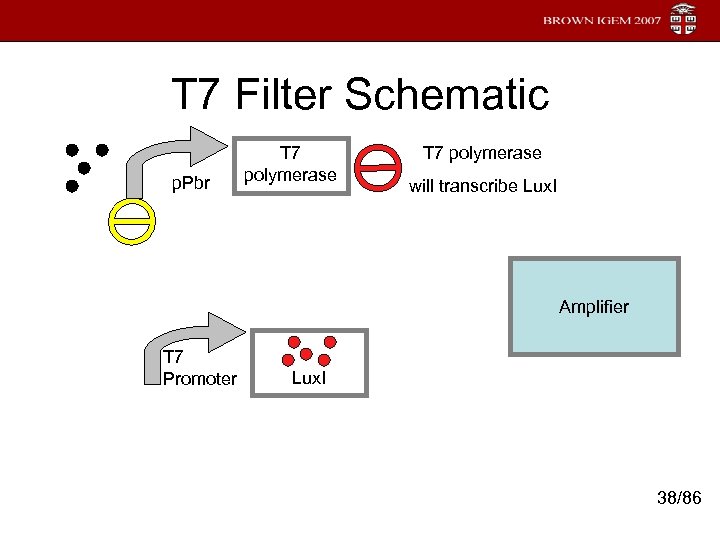 T 7 Filter Schematic p. Pbr T 7 polymerase will transcribe Lux. I Amplifier