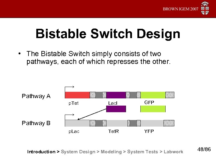Bistable Switch Design • The Bistable Switch simply consists of two pathways, each of