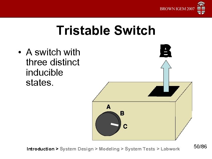 Tristable Switch • A switch with three distinct inducible states. C B A Introduction