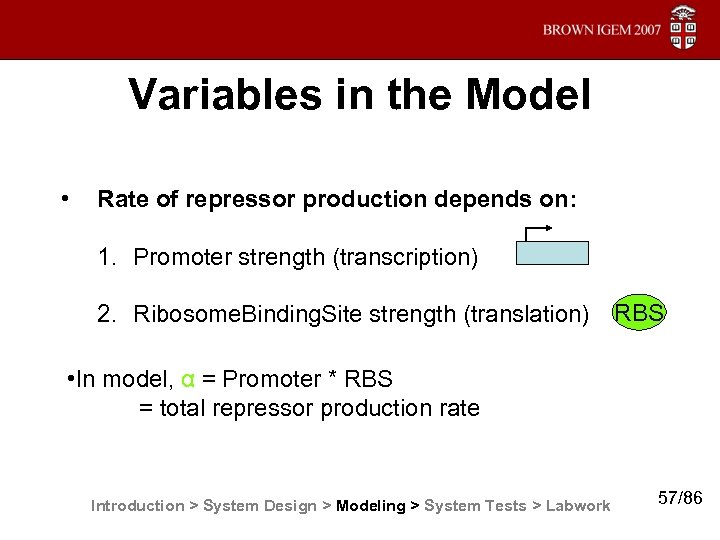 Variables in the Model • Rate of repressor production depends on: 1. Promoter strength