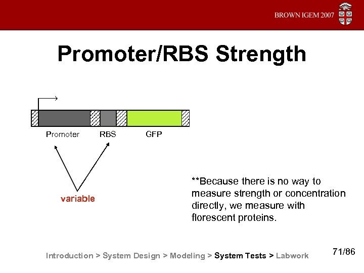 Promoter/RBS Strength Promoter variable RBS GFP **Because there is no way to measure strength