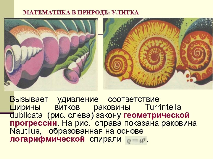 МАТЕМАТИКА В ПРИРОДЕ: УЛИТКА Вызывает удивление соответствие ширины витков раковины Turrintella dublicata (рис. слева)