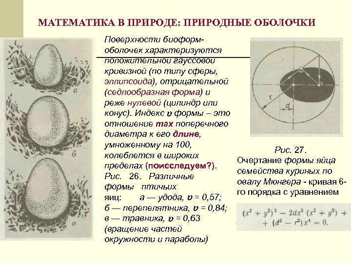 МАТЕМАТИКА В ПРИРОДЕ: ПРИРОДНЫЕ ОБОЛОЧКИ Поверхности биоформоболочек характеризуются положительной гауссовой кривизной (по типу сферы,