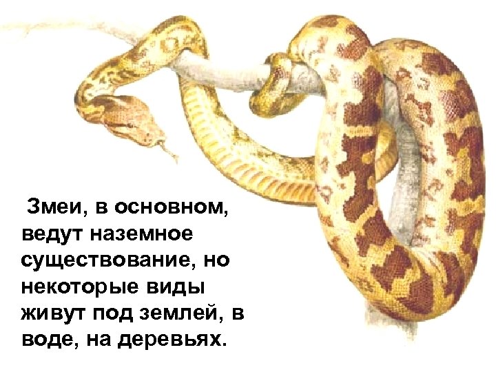  Змеи, в основном, ведут наземное существование, но некоторые виды живут под землей, в