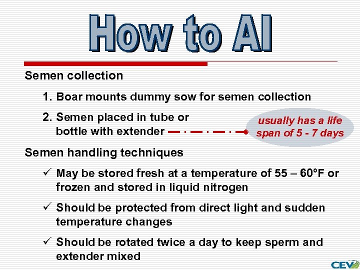 Semen collection 1. Boar mounts dummy sow for semen collection 2. Semen placed in
