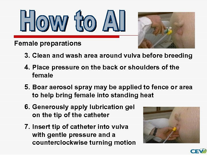 Female preparations 3. Clean and wash area around vulva before breeding 4. Place pressure