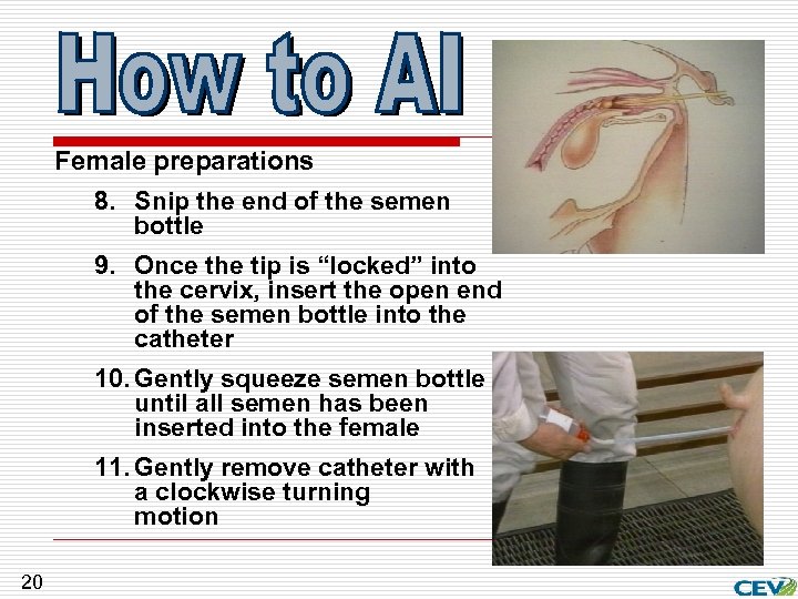 Female preparations 8. Snip the end of the semen bottle 9. Once the tip