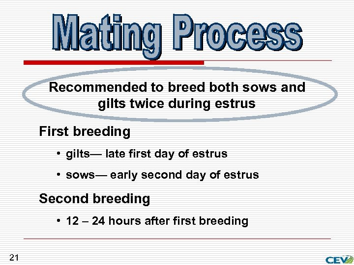 Recommended to breed both sows and gilts twice during estrus First breeding • gilts—