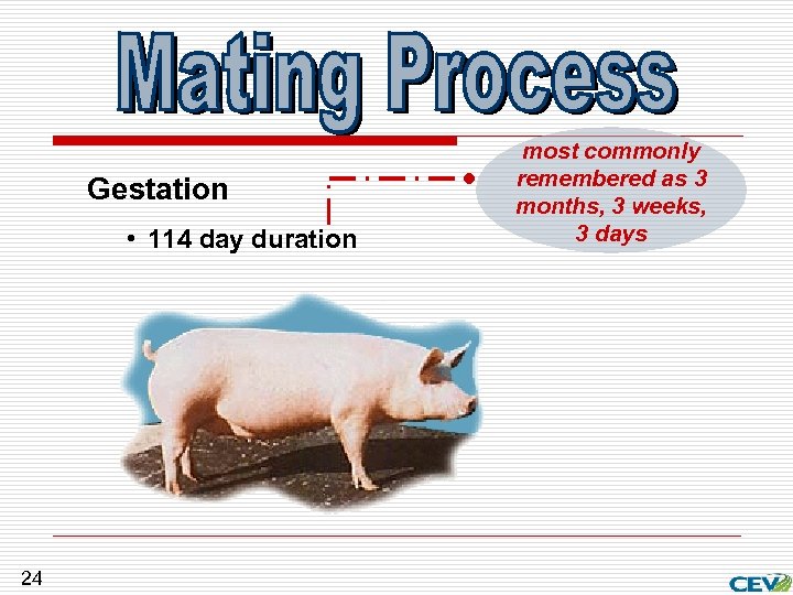 Gestation • 114 day duration 24 most commonly remembered as 3 months, 3 weeks,