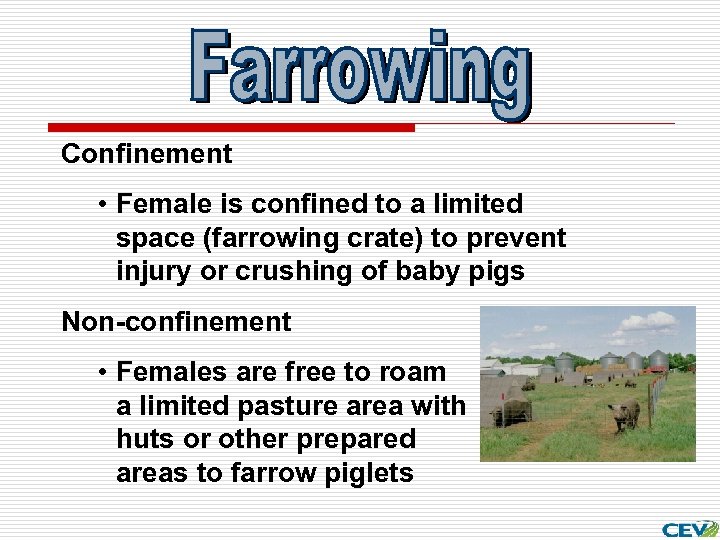 Confinement • Female is confined to a limited space (farrowing crate) to prevent injury