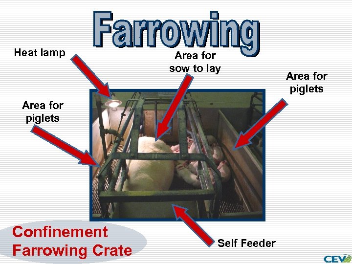 Heat lamp Area for sow to lay Area for piglets Confinement Farrowing Crate Self