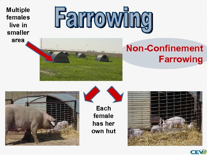Multiple females live in smaller area Non-Confinement Farrowing Each female has her own hut