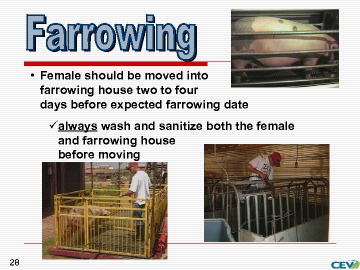  • Female should be moved into farrowing house two to four days before