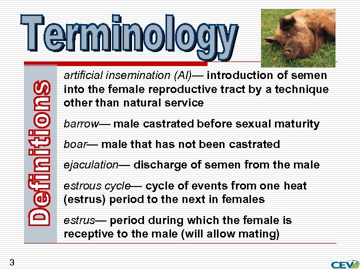 artificial insemination (AI)— introduction of semen into the female reproductive tract by a technique