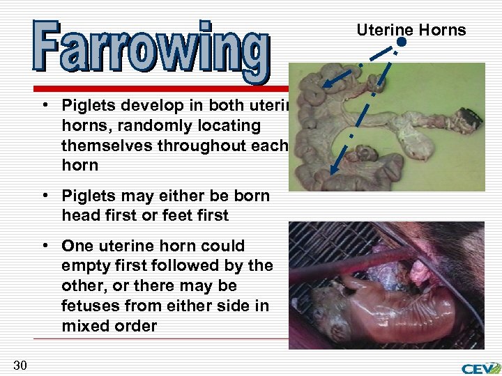 Uterine Horns • Piglets develop in both uterine horns, randomly locating themselves throughout each