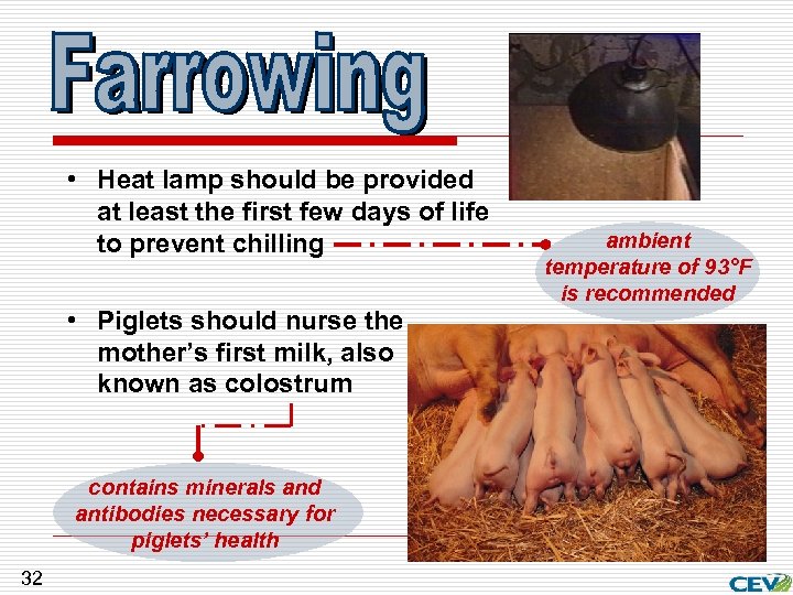  • Heat lamp should be provided at least the first few days of