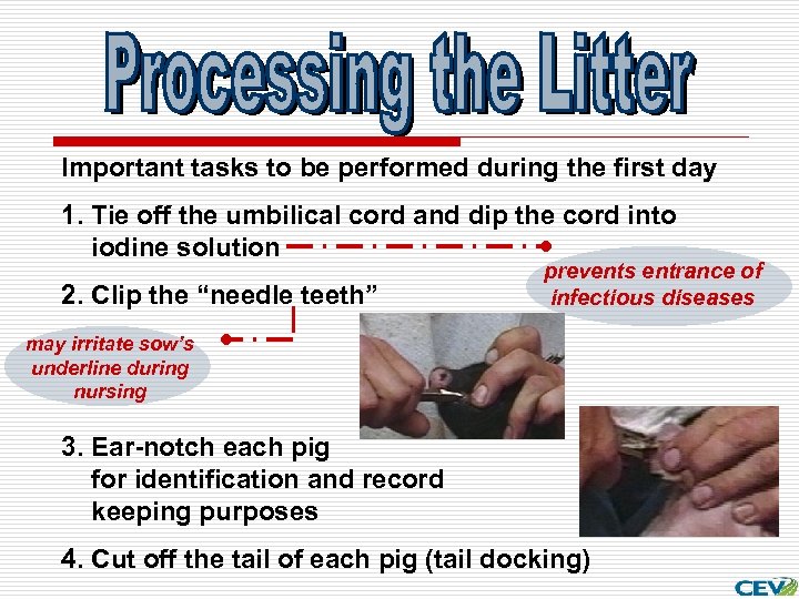 Important tasks to be performed during the first day 1. Tie off the umbilical
