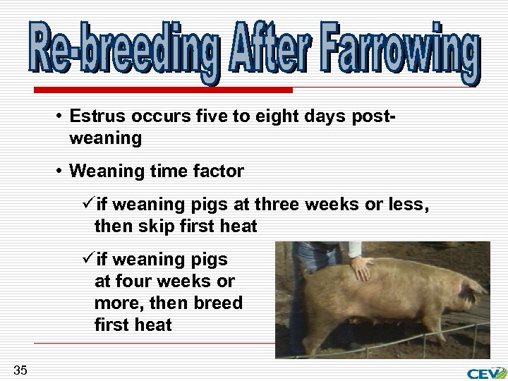  • Estrus occurs five to eight days postweaning • Weaning time factor üif