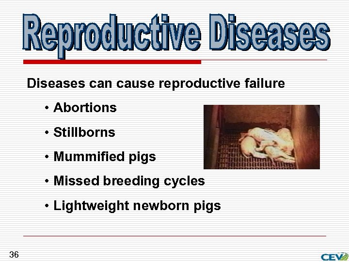 Diseases can cause reproductive failure • Abortions • Stillborns • Mummified pigs • Missed