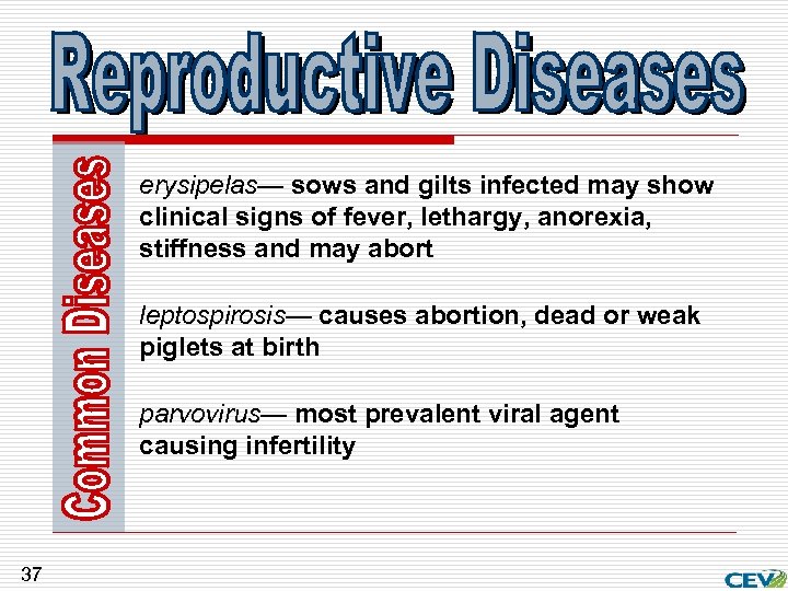 erysipelas— sows and gilts infected may show clinical signs of fever, lethargy, anorexia, stiffness