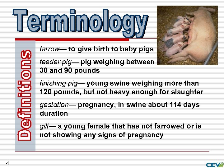 farrow— to give birth to baby pigs feeder pig— pig weighing between 30 and
