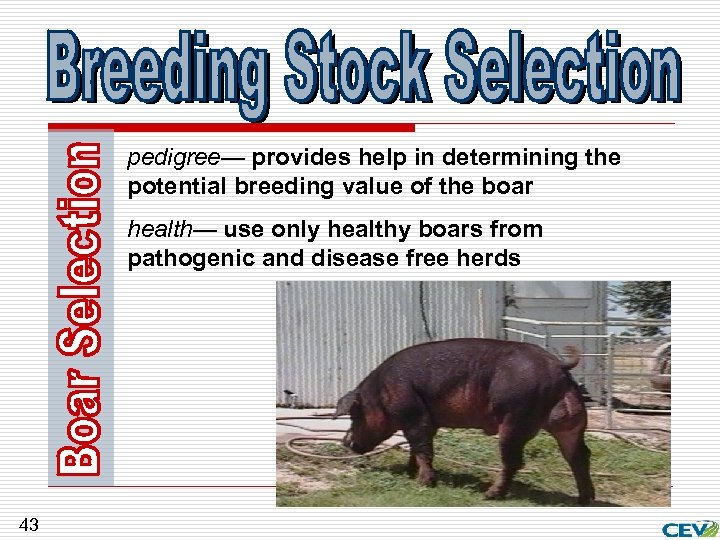 pedigree— provides help in determining the potential breeding value of the boar health— use