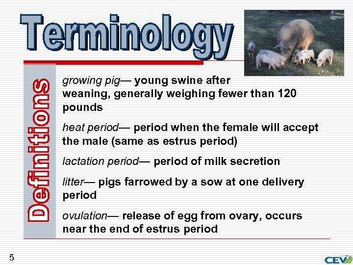 growing pig— young swine after weaning, generally weighing fewer than 120 pounds heat period—