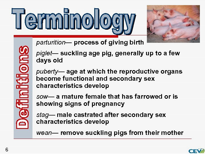 parturition— process of giving birth piglet— suckling age pig, generally up to a few