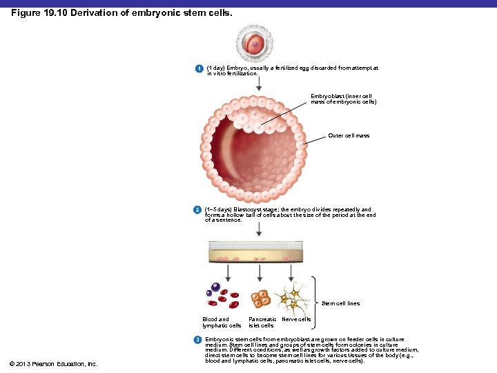 Figure 19. 10 Derivation of embryonic stem cells. (1 day) Embryo, usually a fertilized