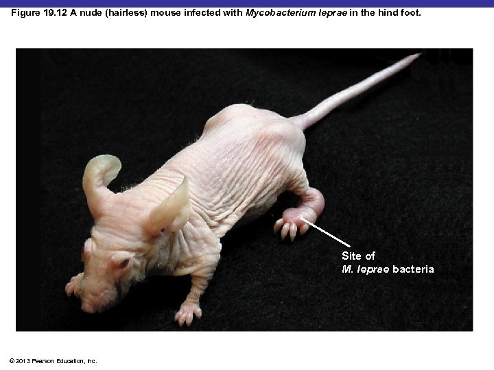 Figure 19. 12 A nude (hairless) mouse infected with Mycobacterium leprae in the hind